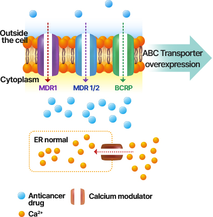 항암제 민감 세포