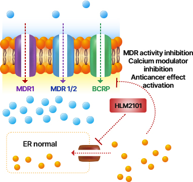항암제 & HL2101 병용 투여 내성 세포